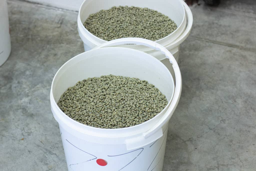 Green coffee beans prepared for roasting.